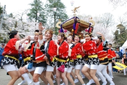 写真:あつぎ飯山桜まつり(3月下旬~4月上旬)