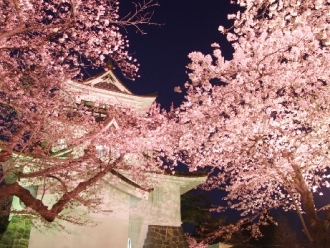 写真:横手公園の夜桜