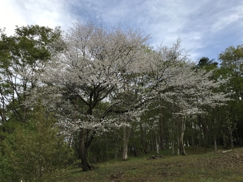 写真:桜