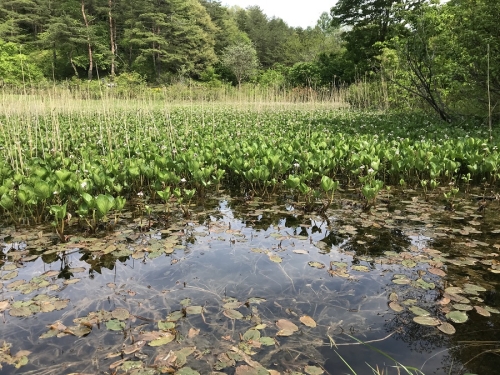 写真: 湿原の森
