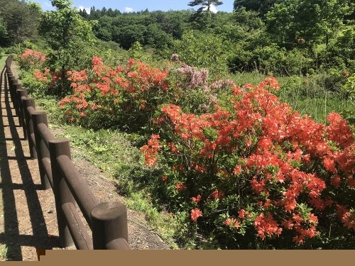 写真:レンゲツツジ(6月初め)2