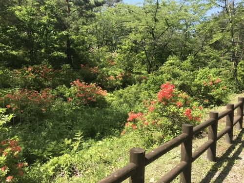 写真:レンゲツツジ(6月初め)1