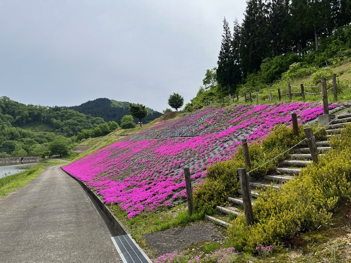 芝桜園の写真